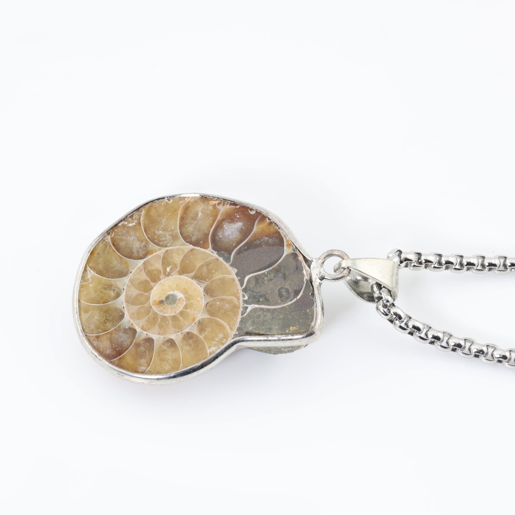 Eternal Spiral Ammonite
