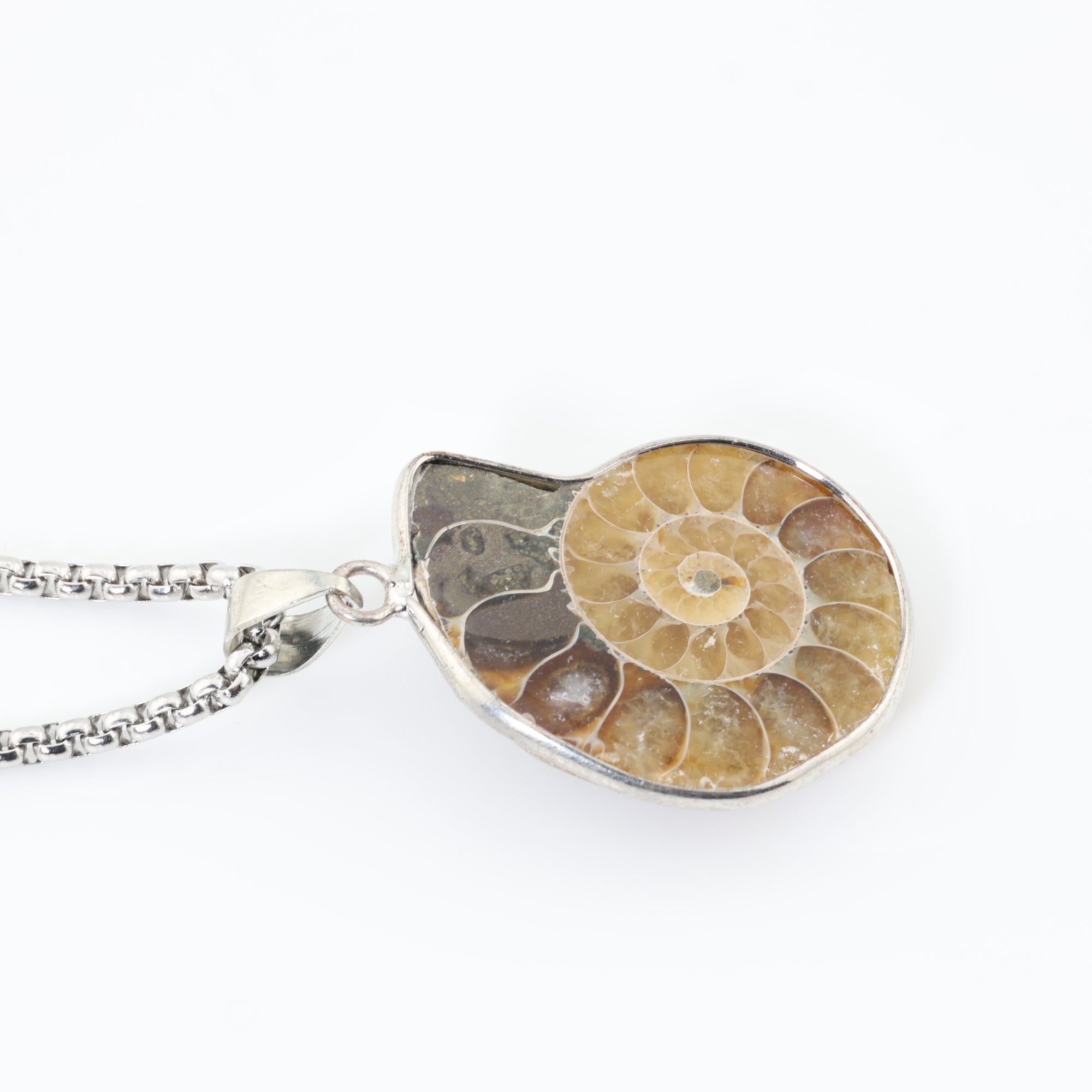 Eternal Spiral Ammonite