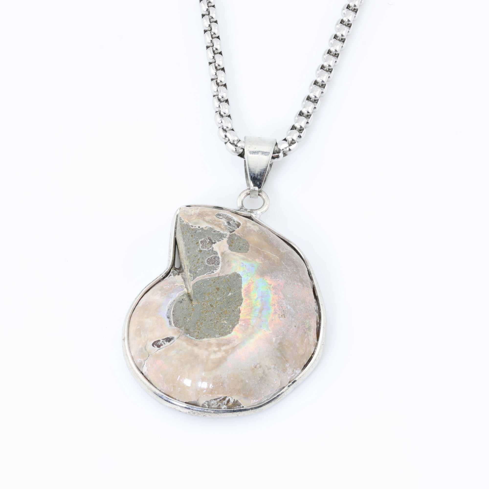 Eternal Spiral Ammonite
